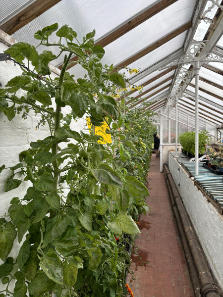 renovated glasshouse inside